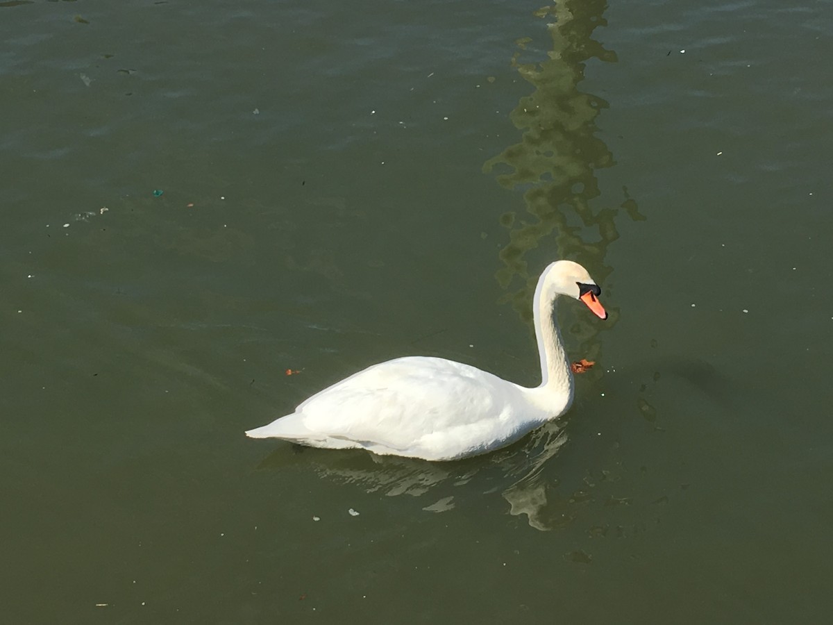Mute Swan - ML145333501