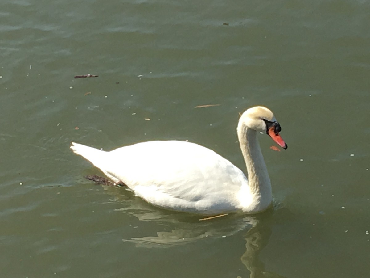 Mute Swan - ML145333521