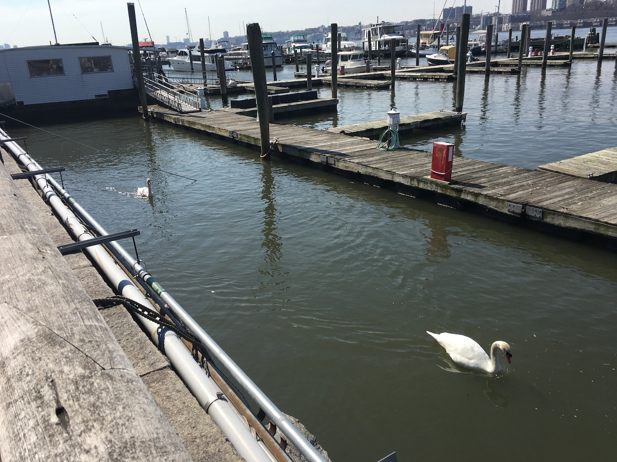 Mute Swan - ML145333531