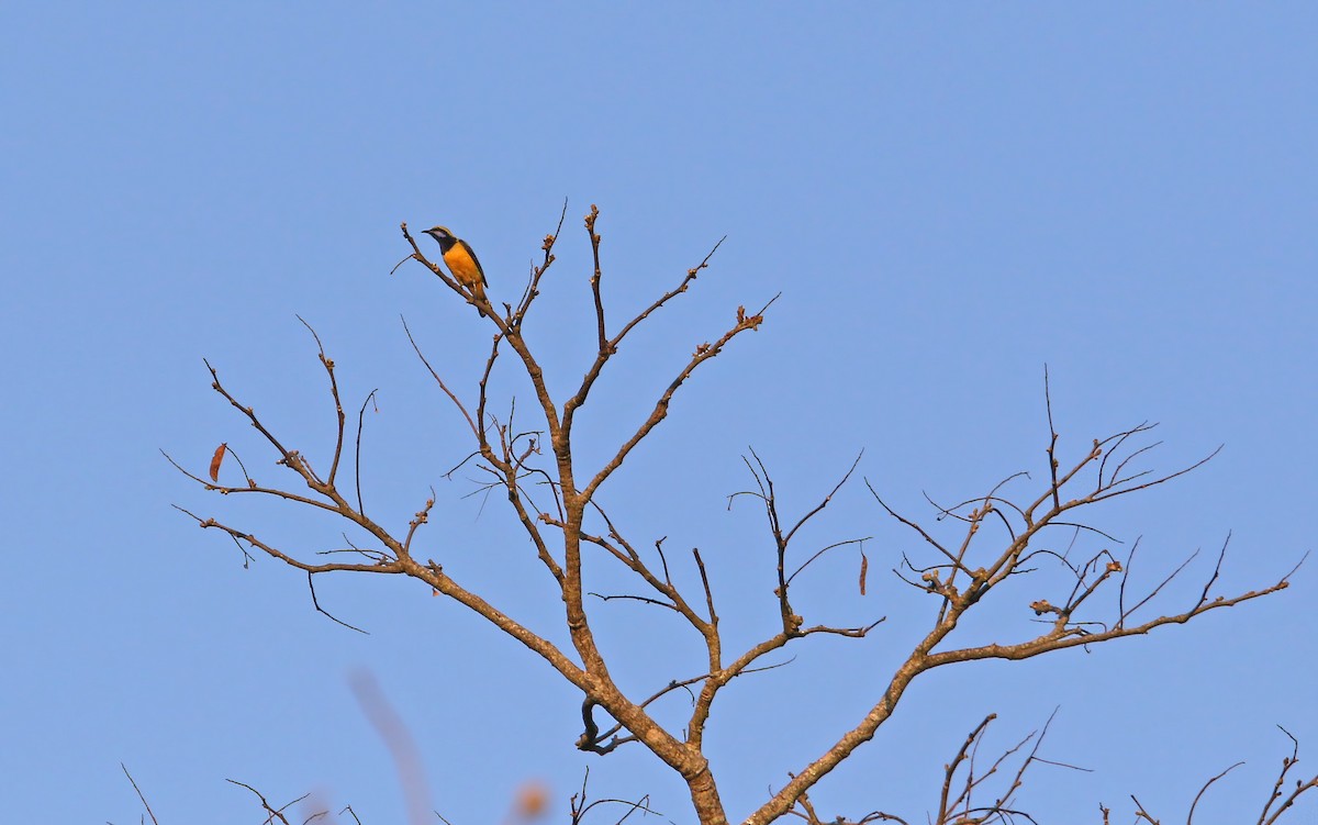 Orange-bellied Leafbird - ML145335191