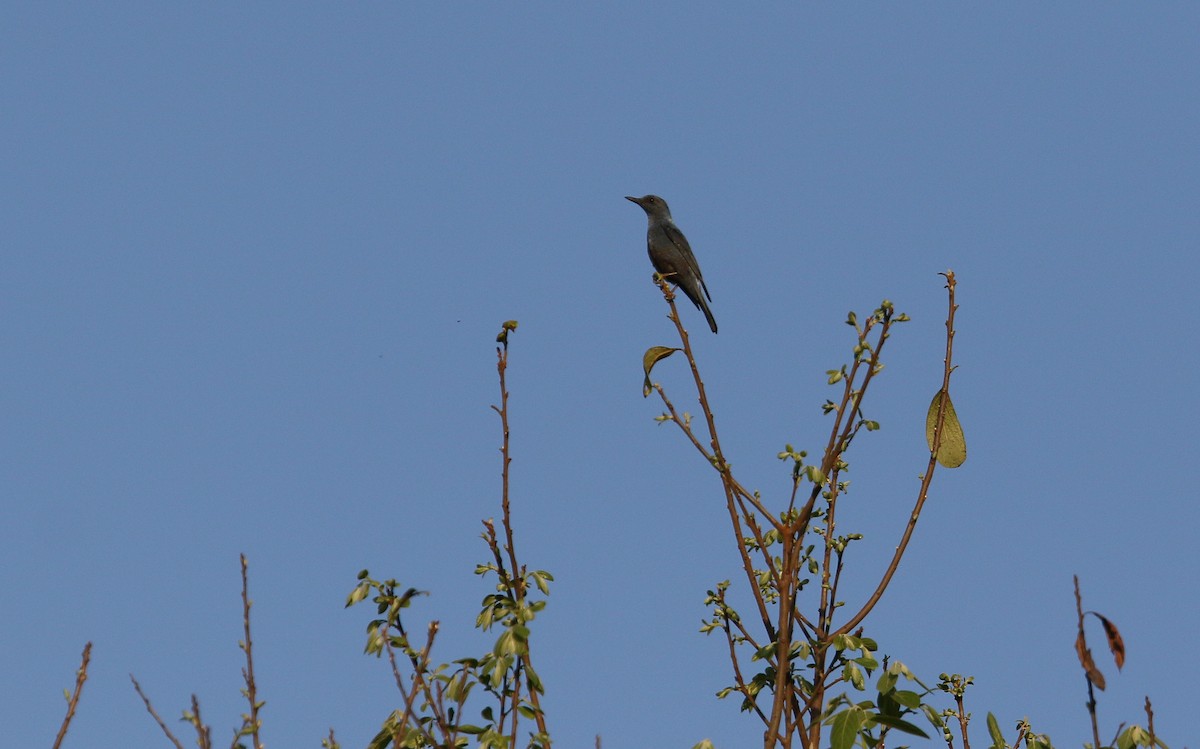 Blue Rock-Thrush (pandoo) - ML145336361