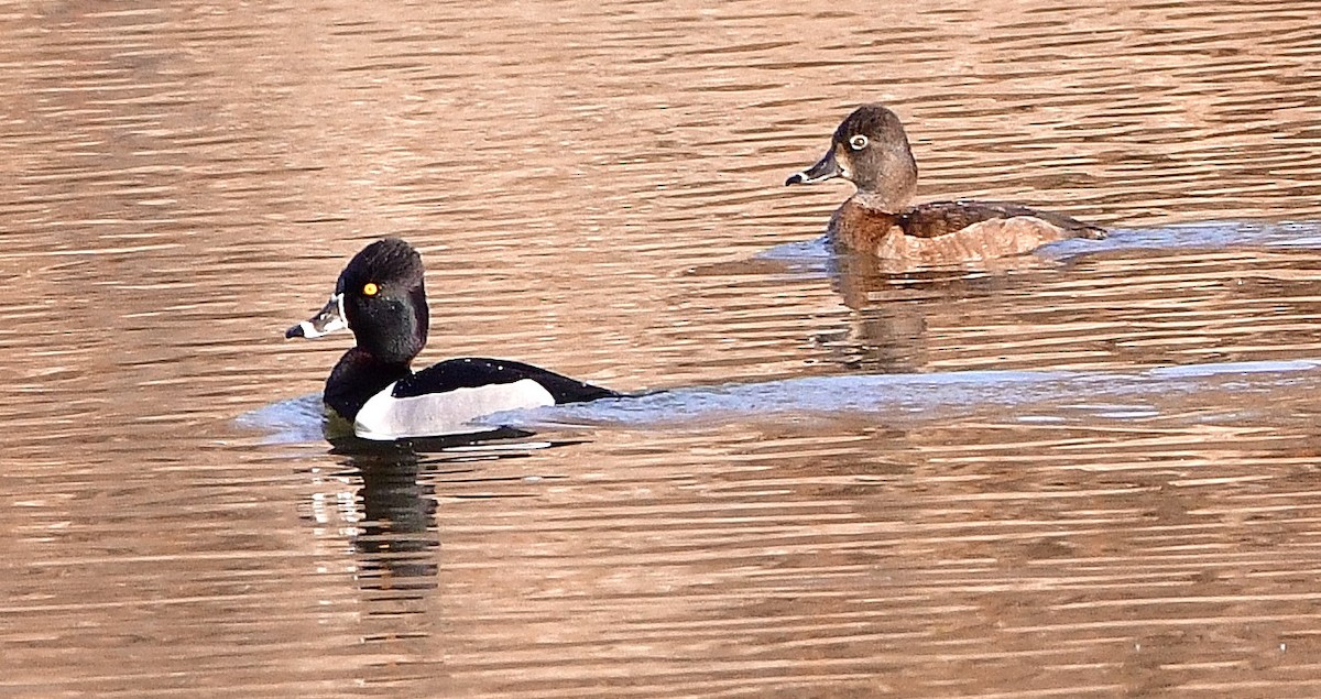 Ring-necked Duck - ML145336761