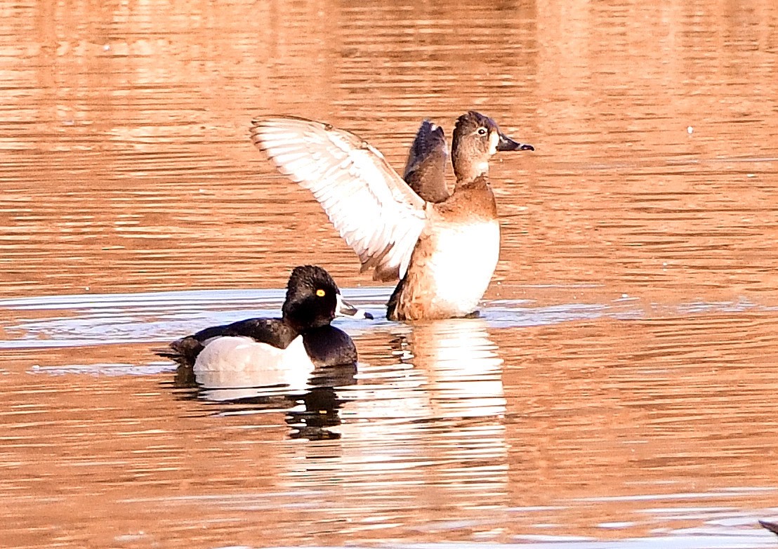 Ring-necked Duck - ML145336771