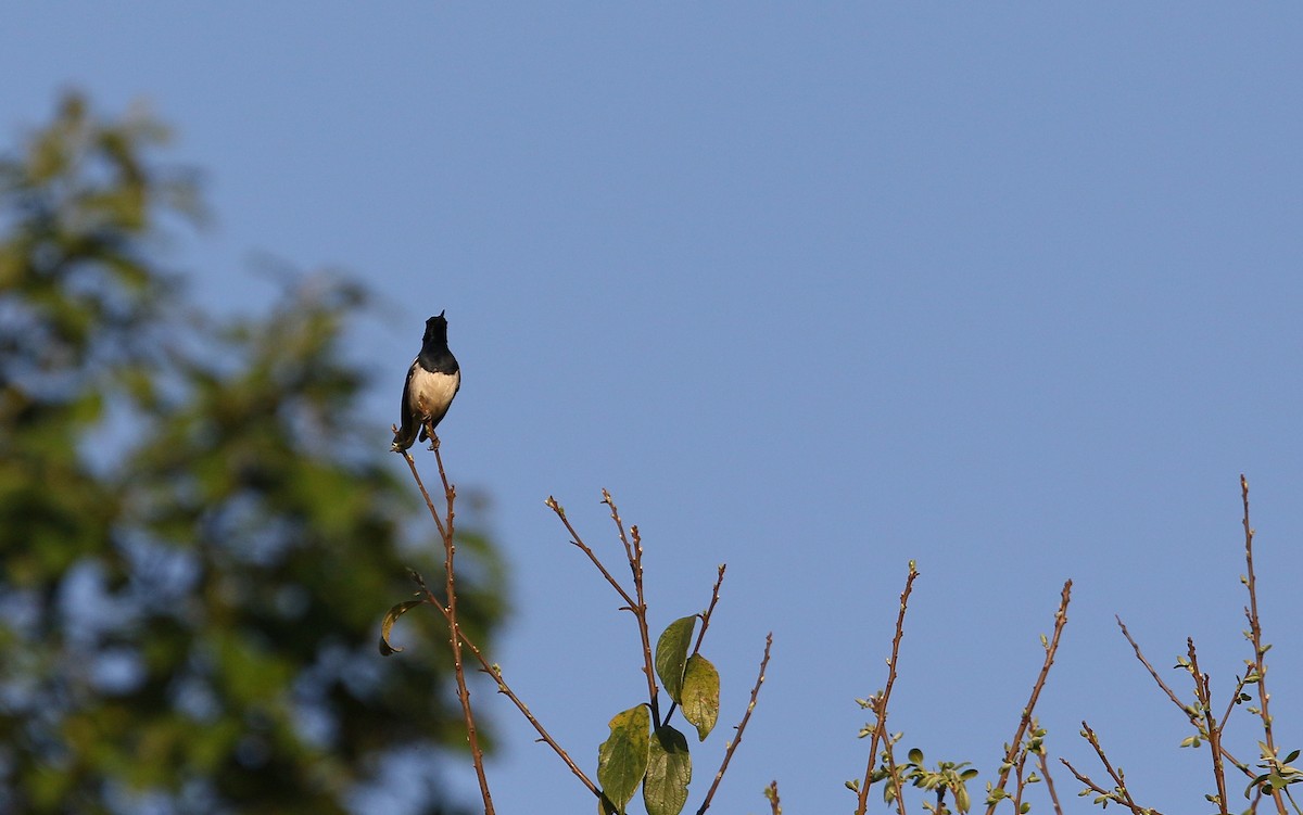 Oriental Magpie-Robin - ML145337971