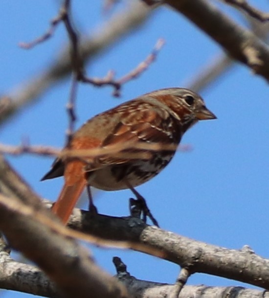 Fox Sparrow - ML145339371