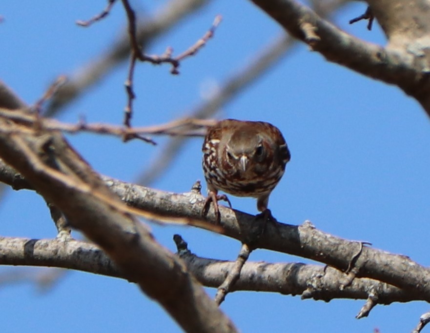 Fox Sparrow - ML145339431