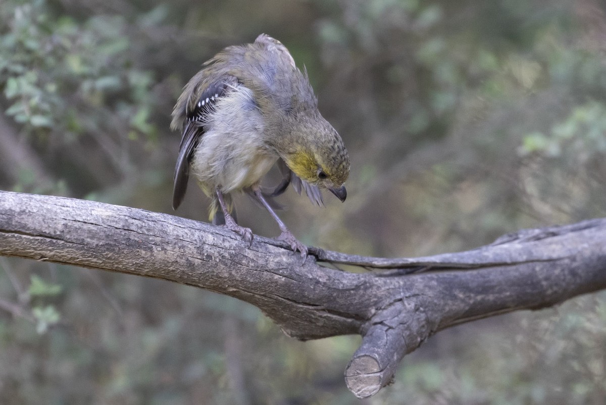 Forty-spotted Pardalote - Michael Todd