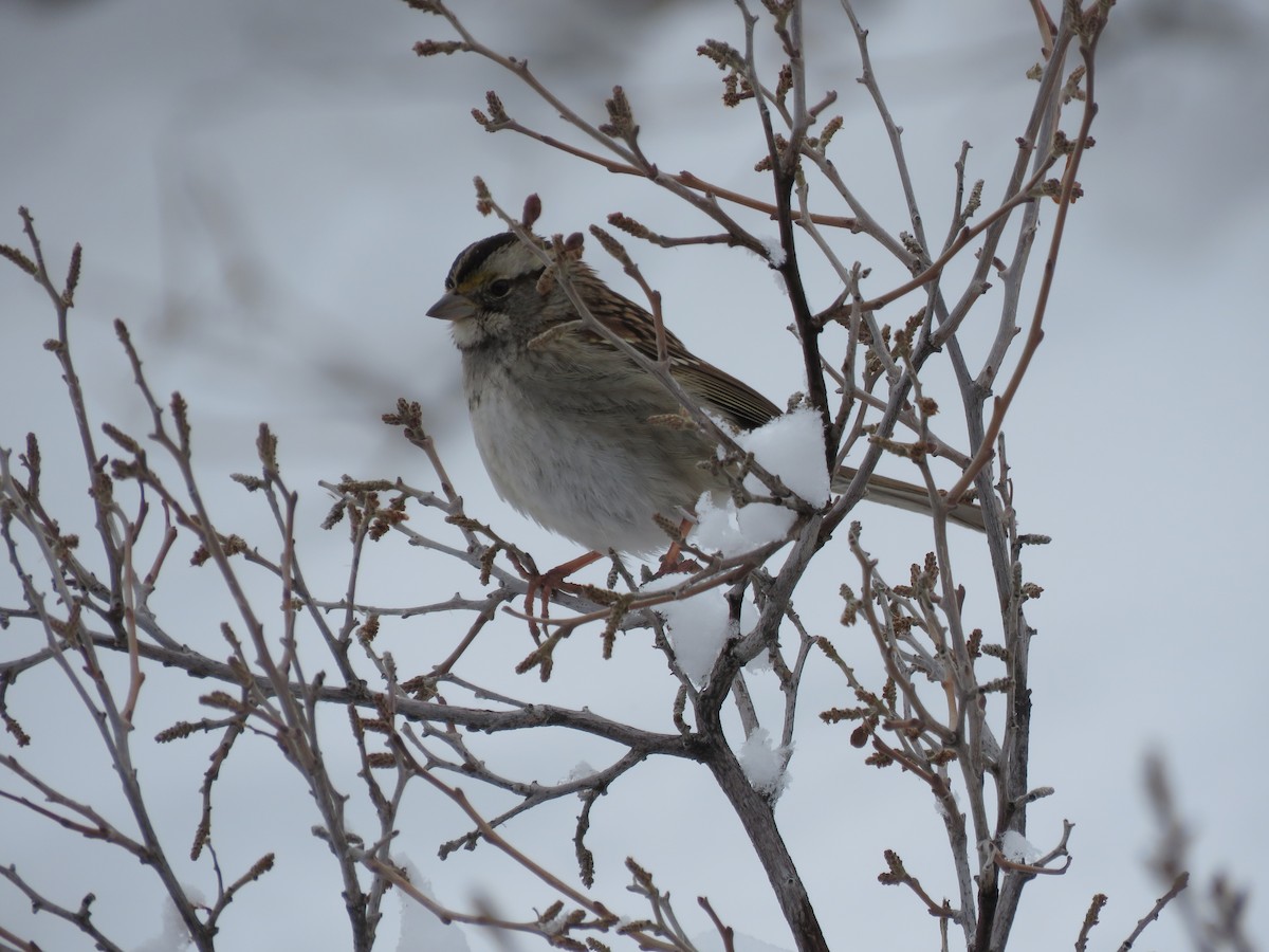 White-throated Sparrow - Bryant Olsen