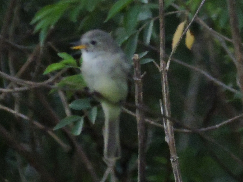 Gray Flycatcher - ML145340621