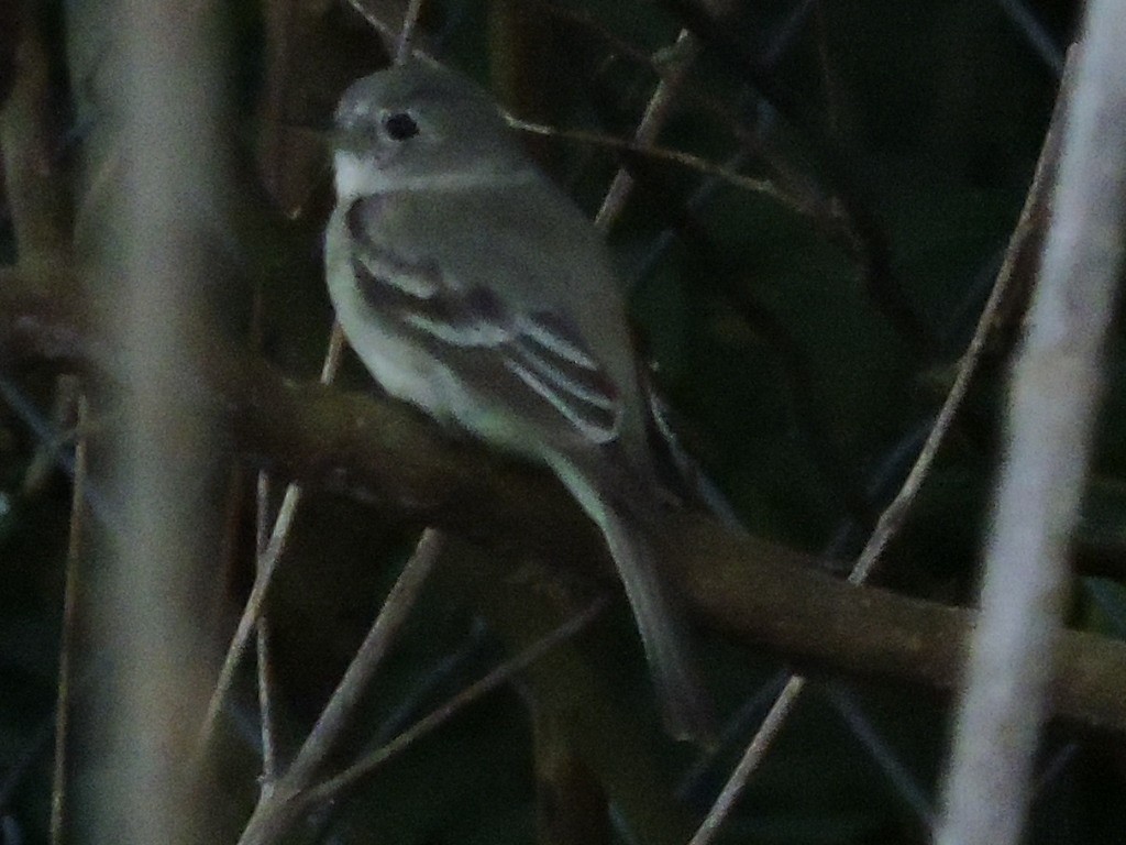 Gray Flycatcher - ML145340631