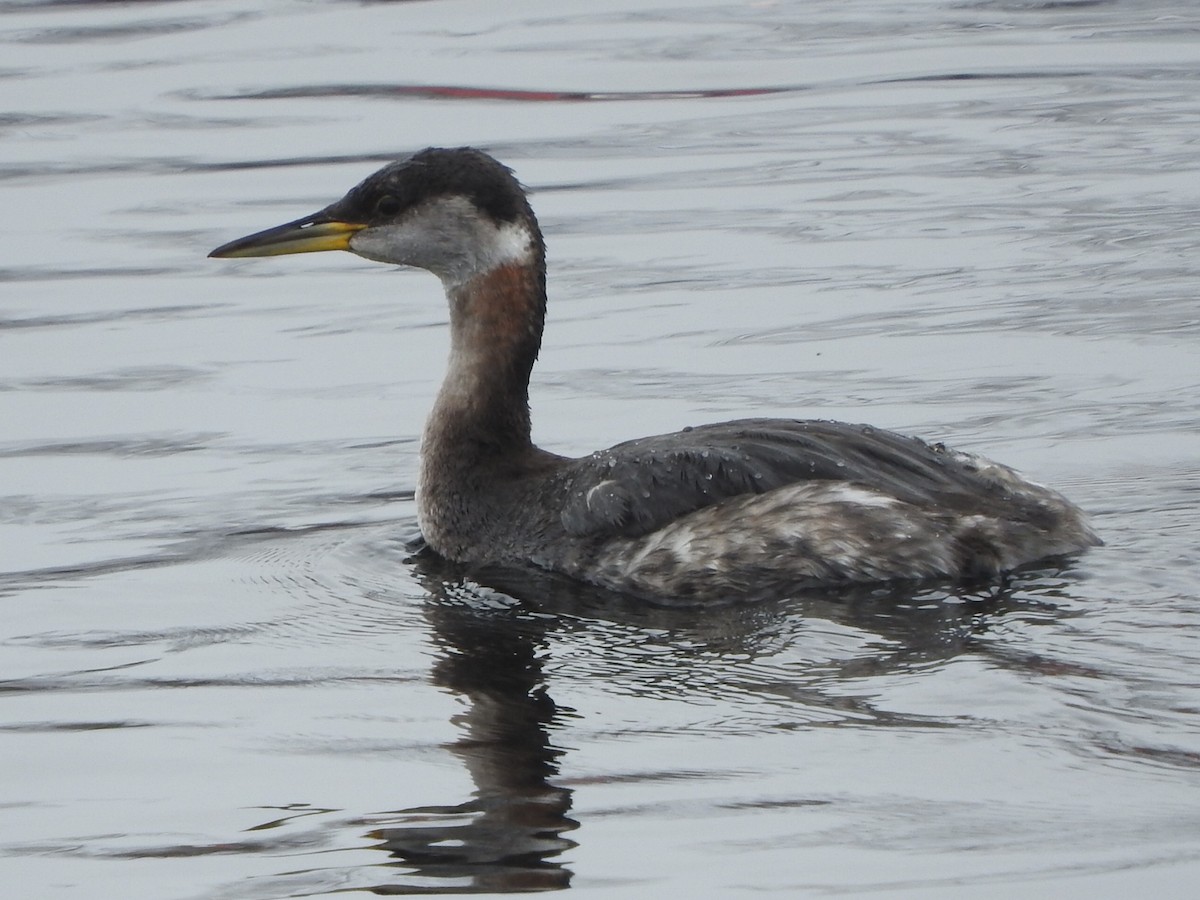 Red-necked Grebe - ML145340911