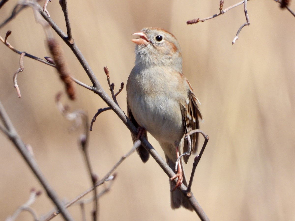 Field Sparrow - ML145343111
