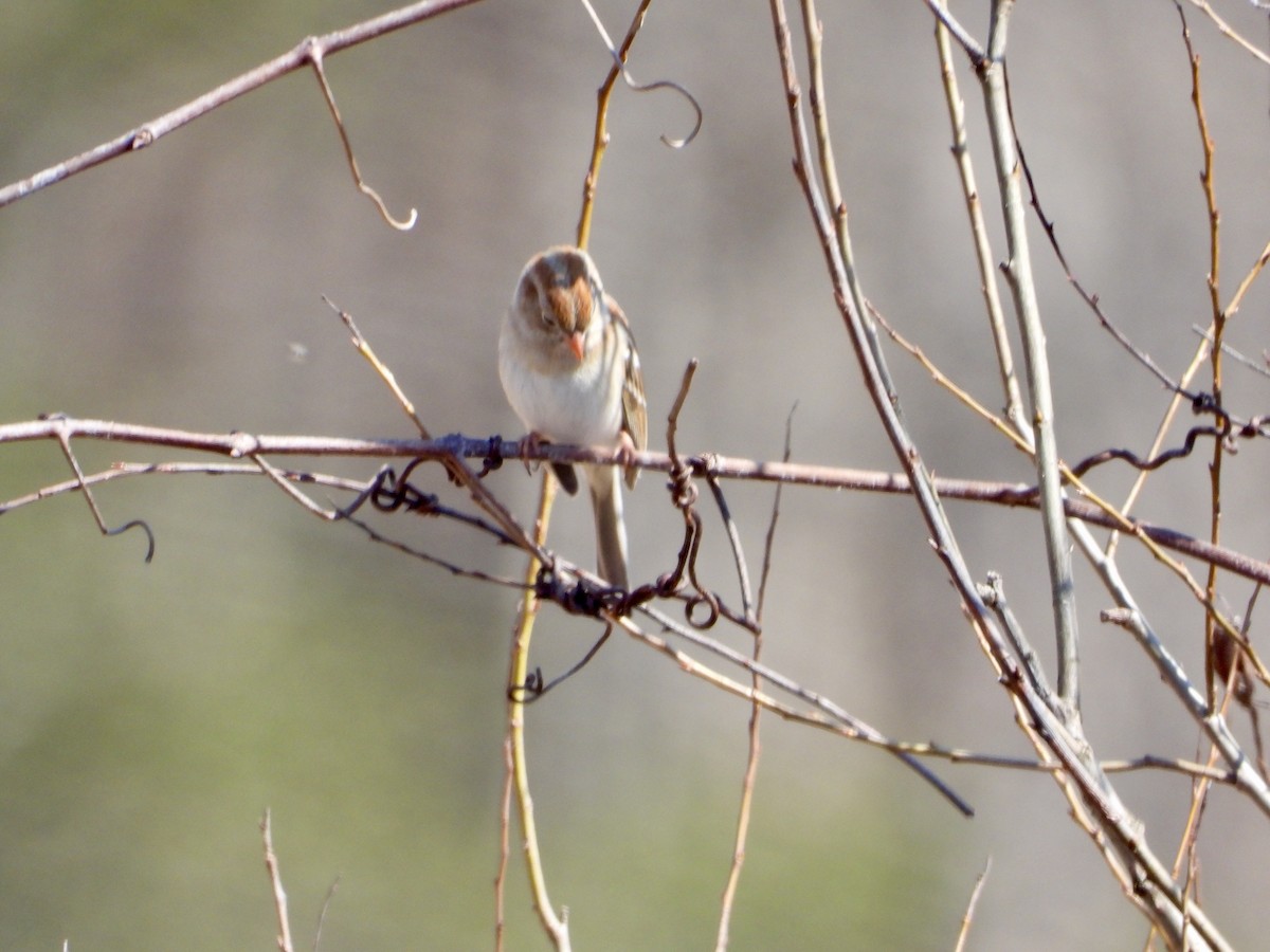 Field Sparrow - ML145343131