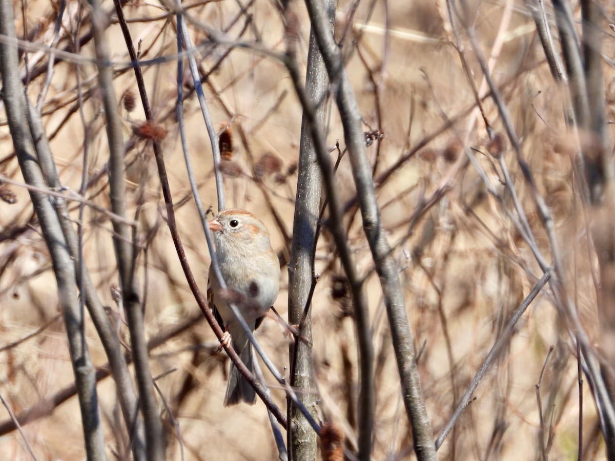 Field Sparrow - ML145343141