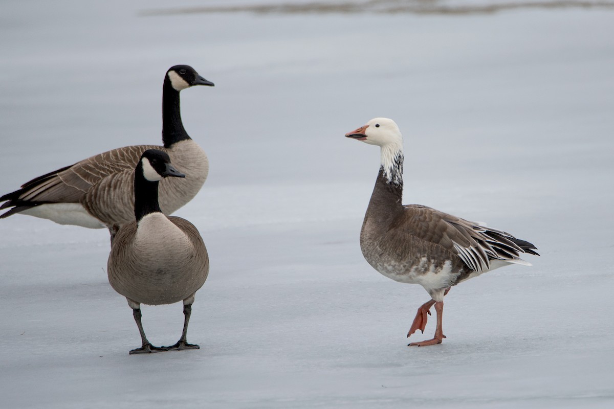 Snow Goose - Sue Barth