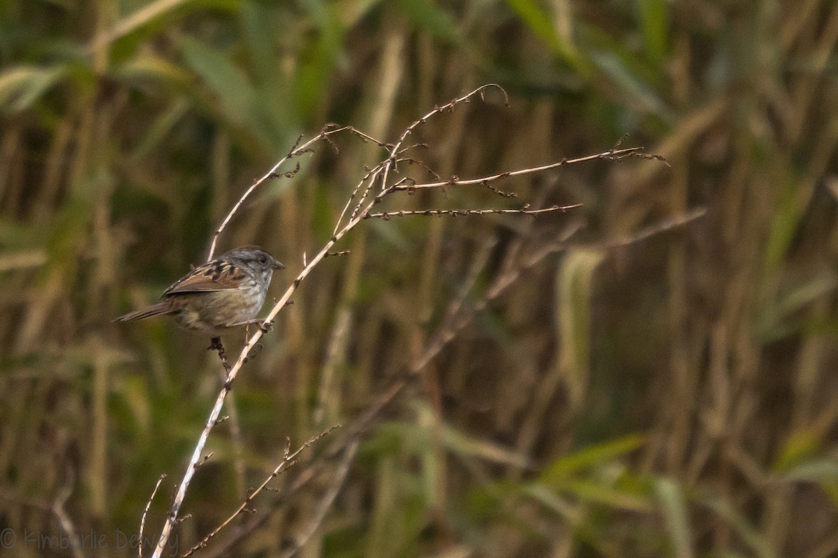 Swamp Sparrow - ML145346961