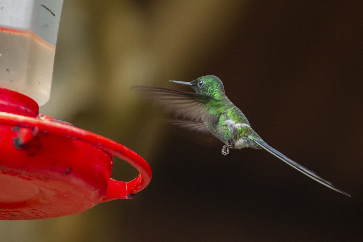 kolibřík trnoocasý - ML145348871