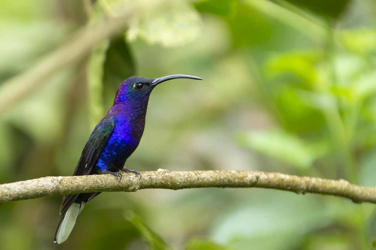 Colibrí Morado - ML145349151