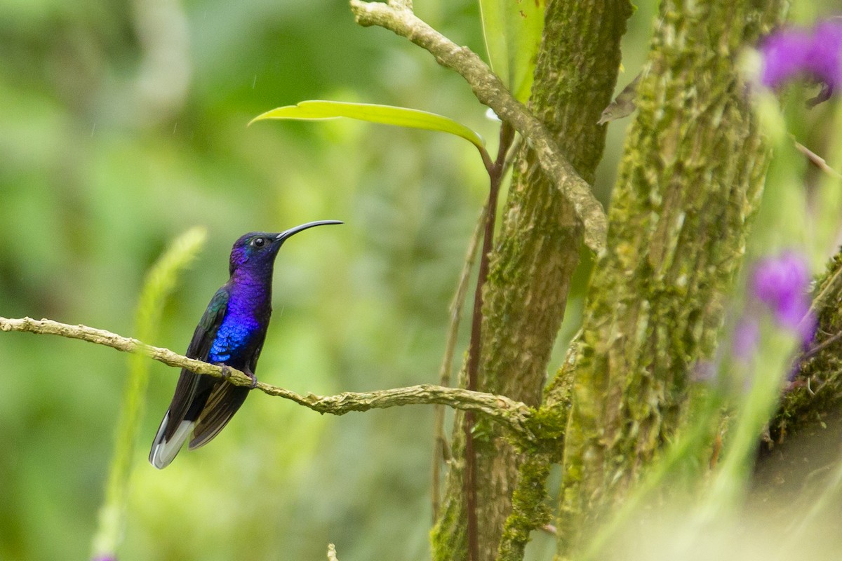 Colibrí Morado - ML145349211