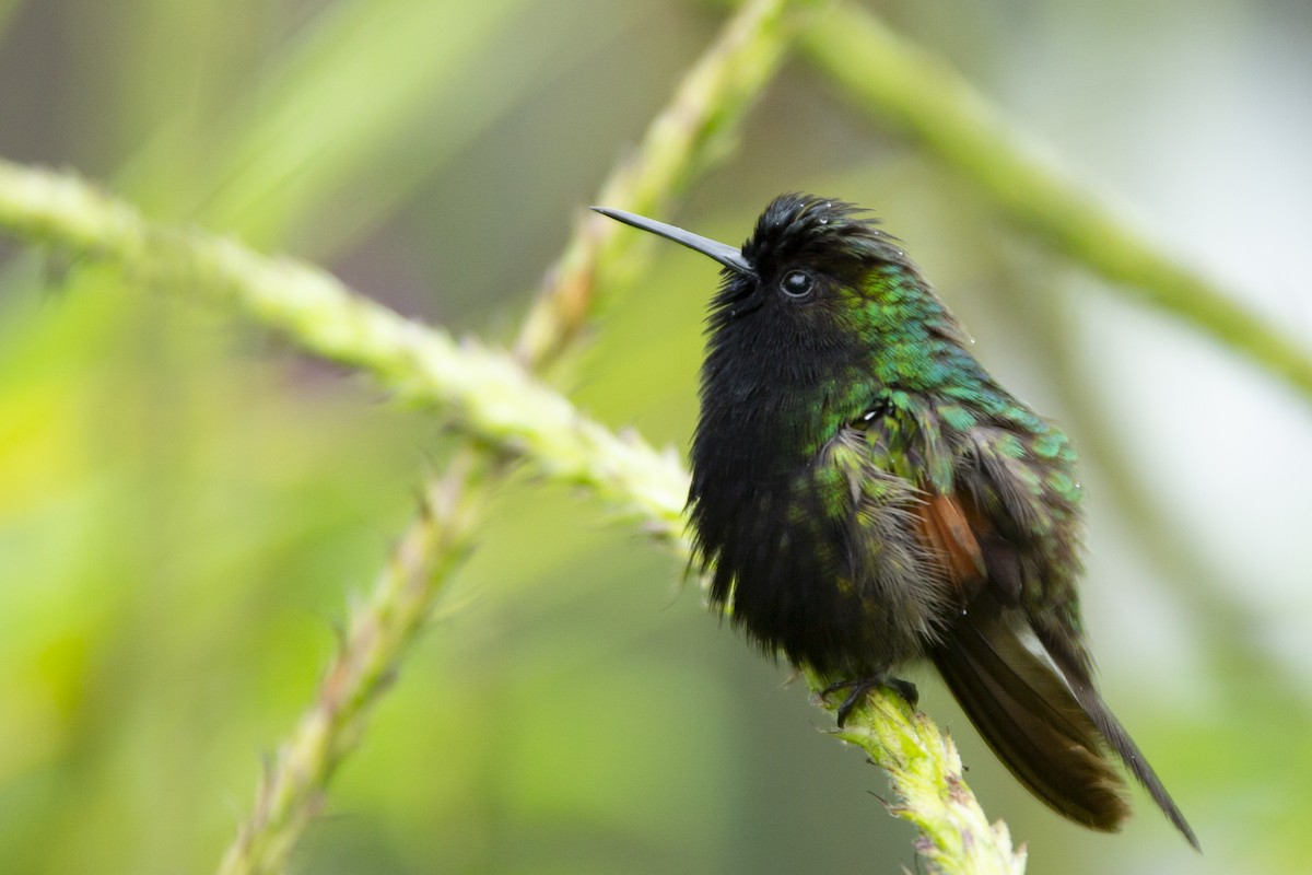 Black-bellied Hummingbird - ML145349561