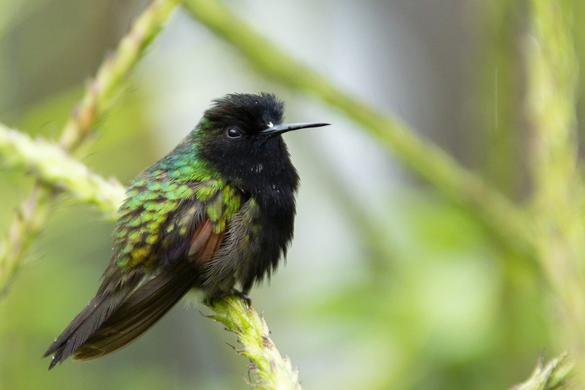 kolibřík kostarický - ML145349571