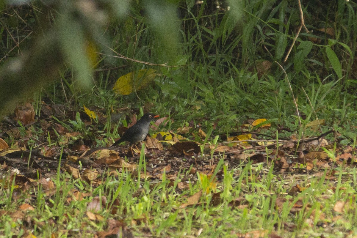 Slaty-backed Nightingale-Thrush - ML145350121