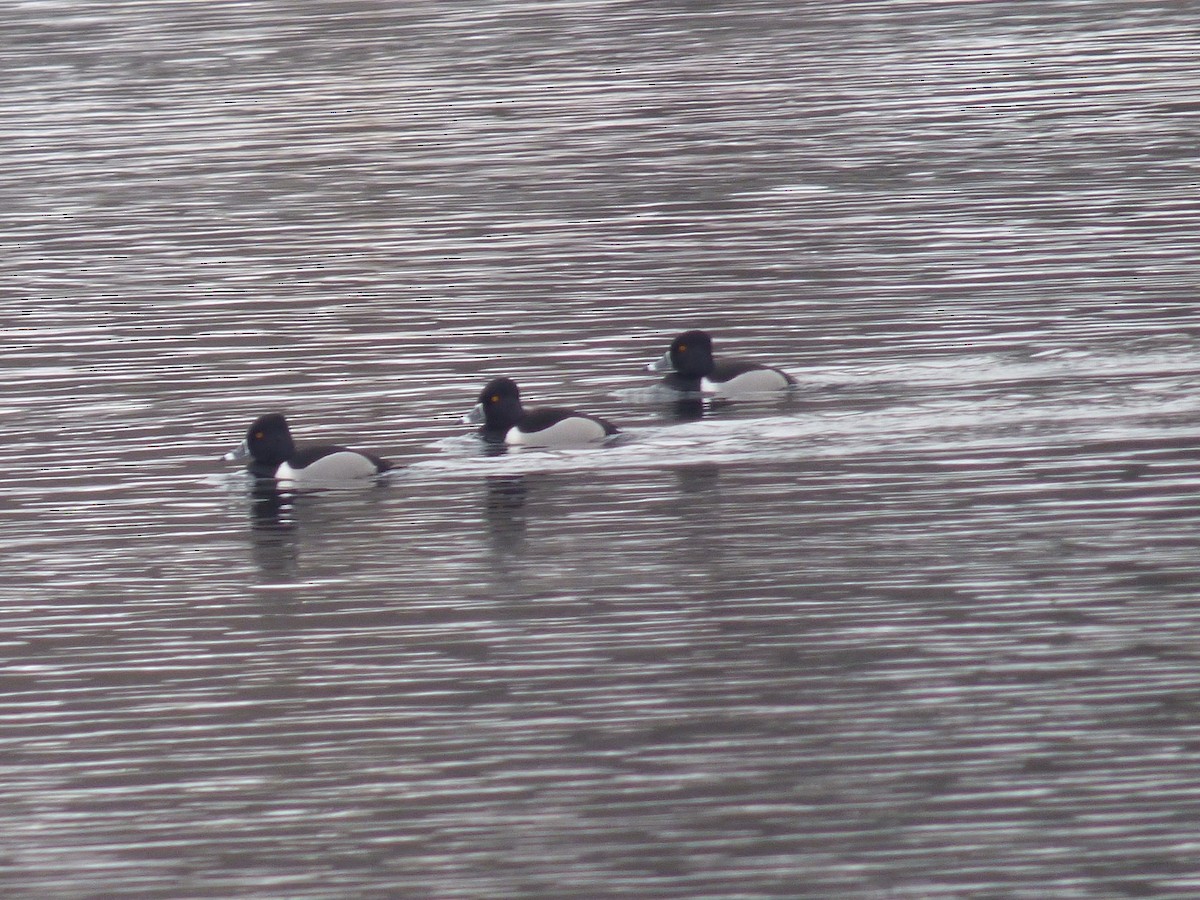 Ring-necked Duck - ML145350411