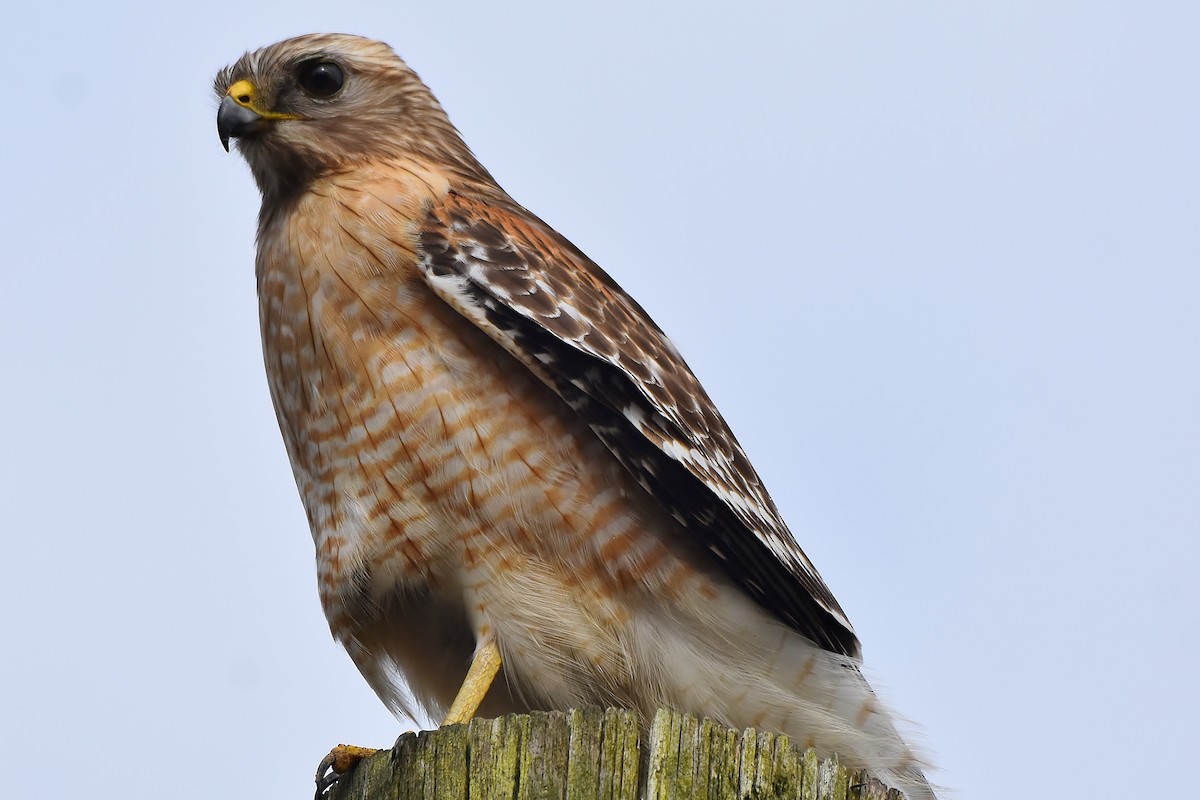 Red-shouldered Hawk - ML145350461