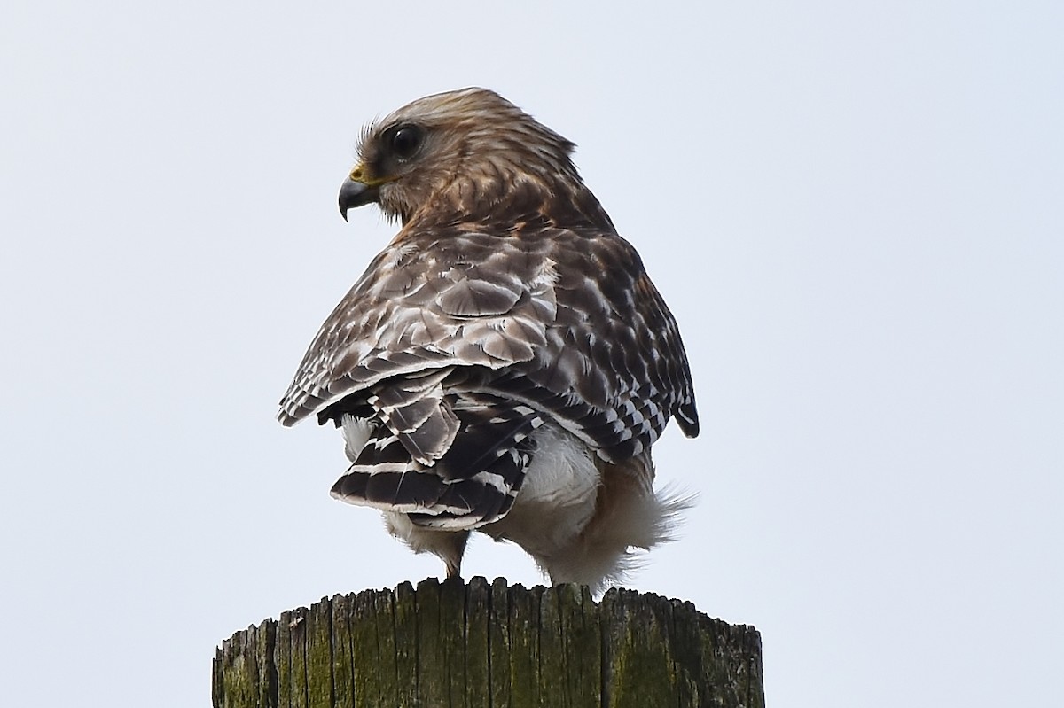 Red-shouldered Hawk - ML145350481