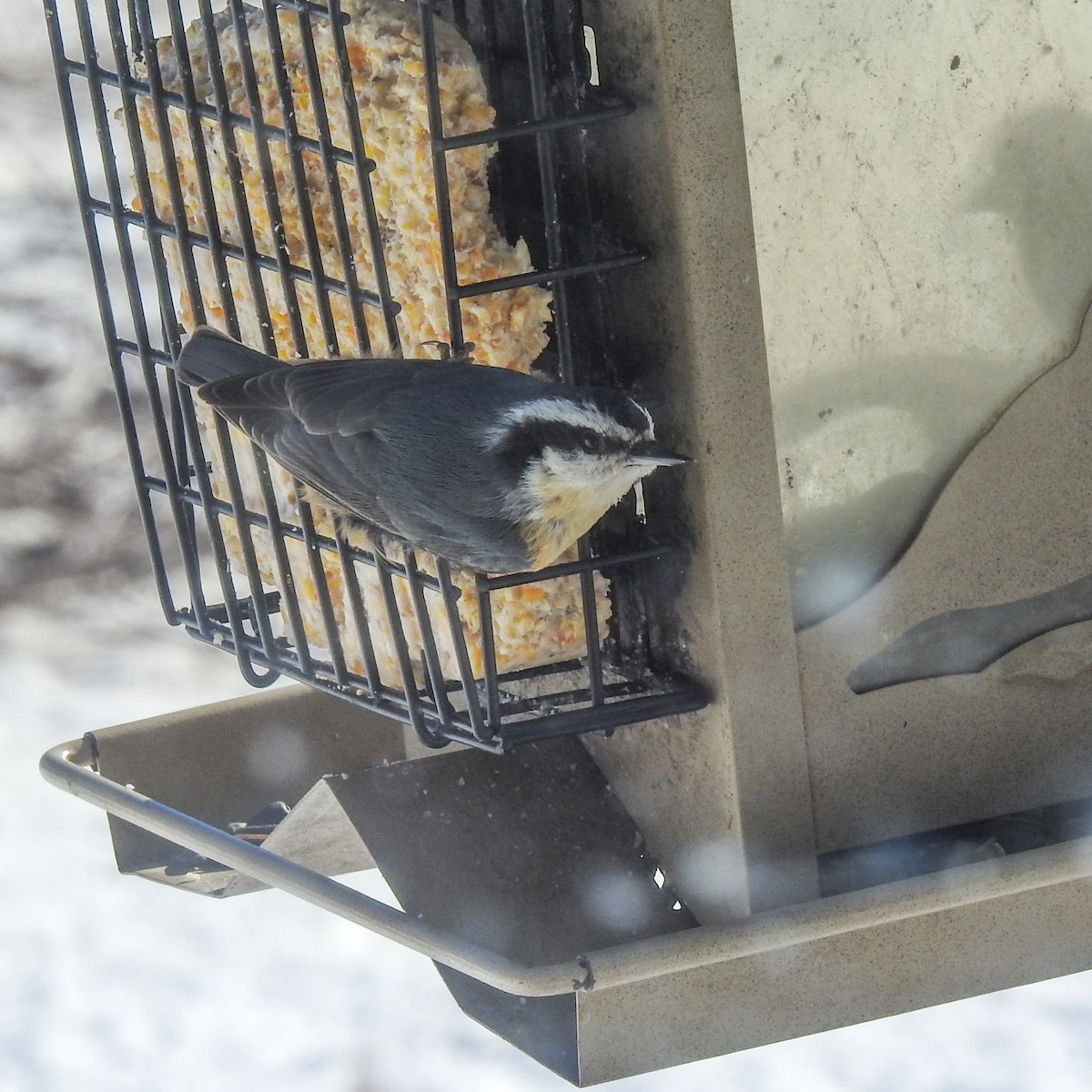 Red-breasted Nuthatch - ML145352091