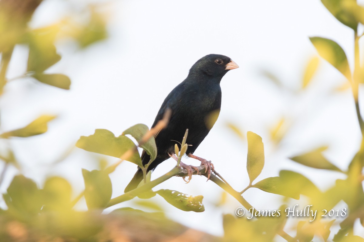 Wilson's Indigobird - James Hully
