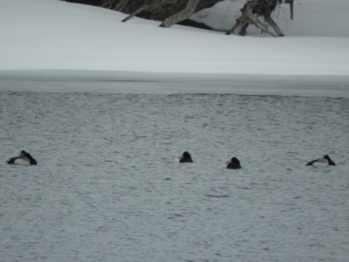 Lesser Scaup - ML145352921