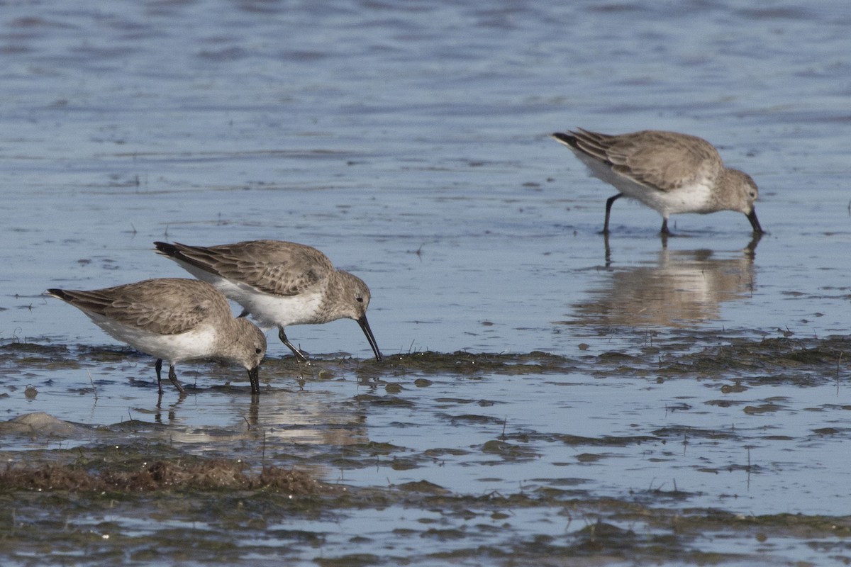 Dunlin - Michael Bowen