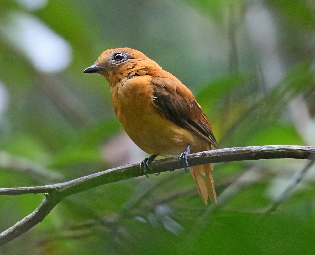 Varzea Schiffornis - Kenneth Trease