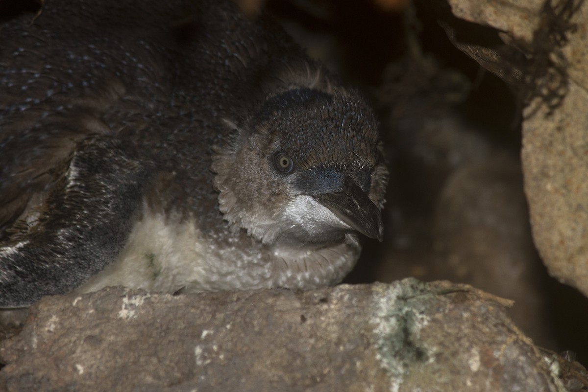 コビトペンギン - ML145353781