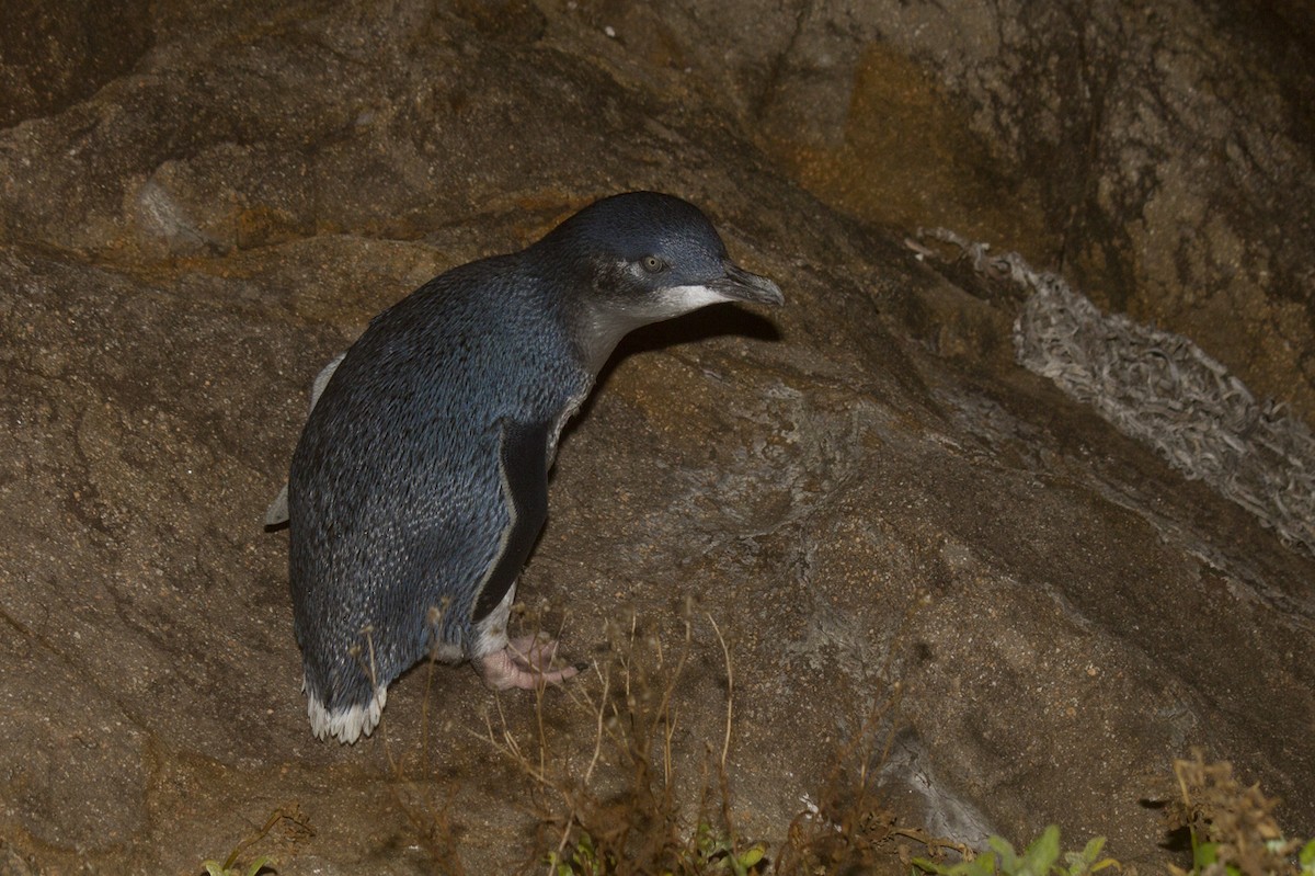 Pingüino Enano - ML145354101