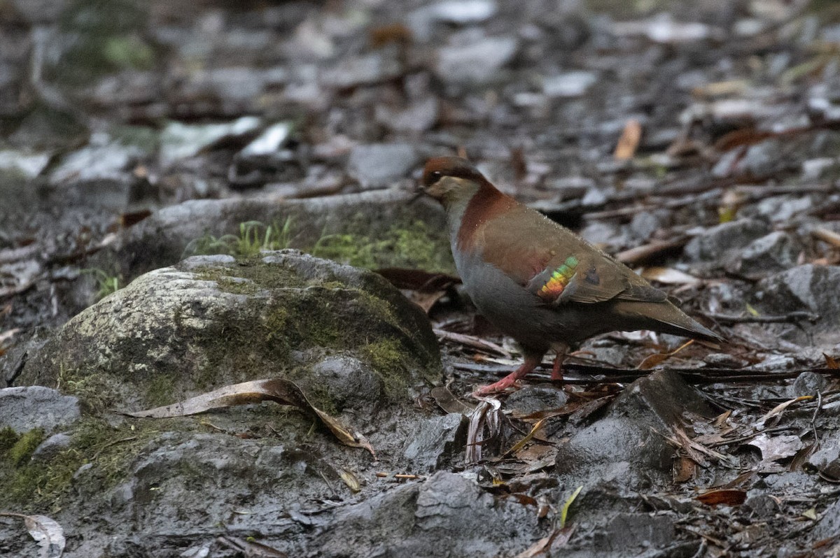 Brush Bronzewing - Michael Todd