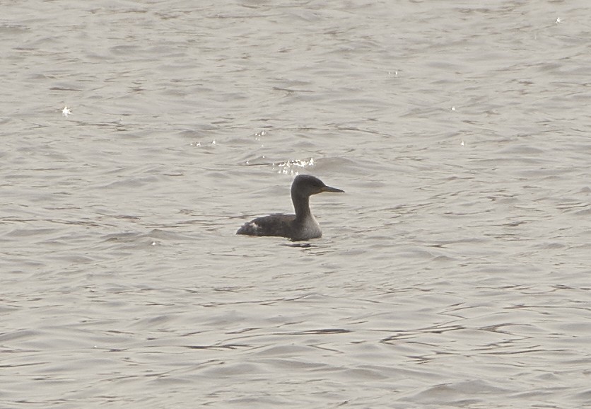 Red-necked Grebe - ML145354191