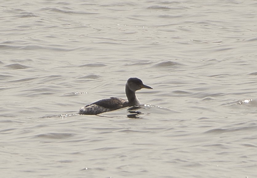 Red-necked Grebe - ML145354201