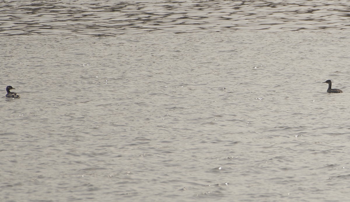 Red-necked Grebe - ML145354211