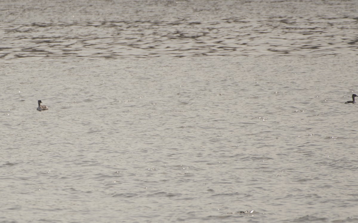 Red-necked Grebe - ML145354221