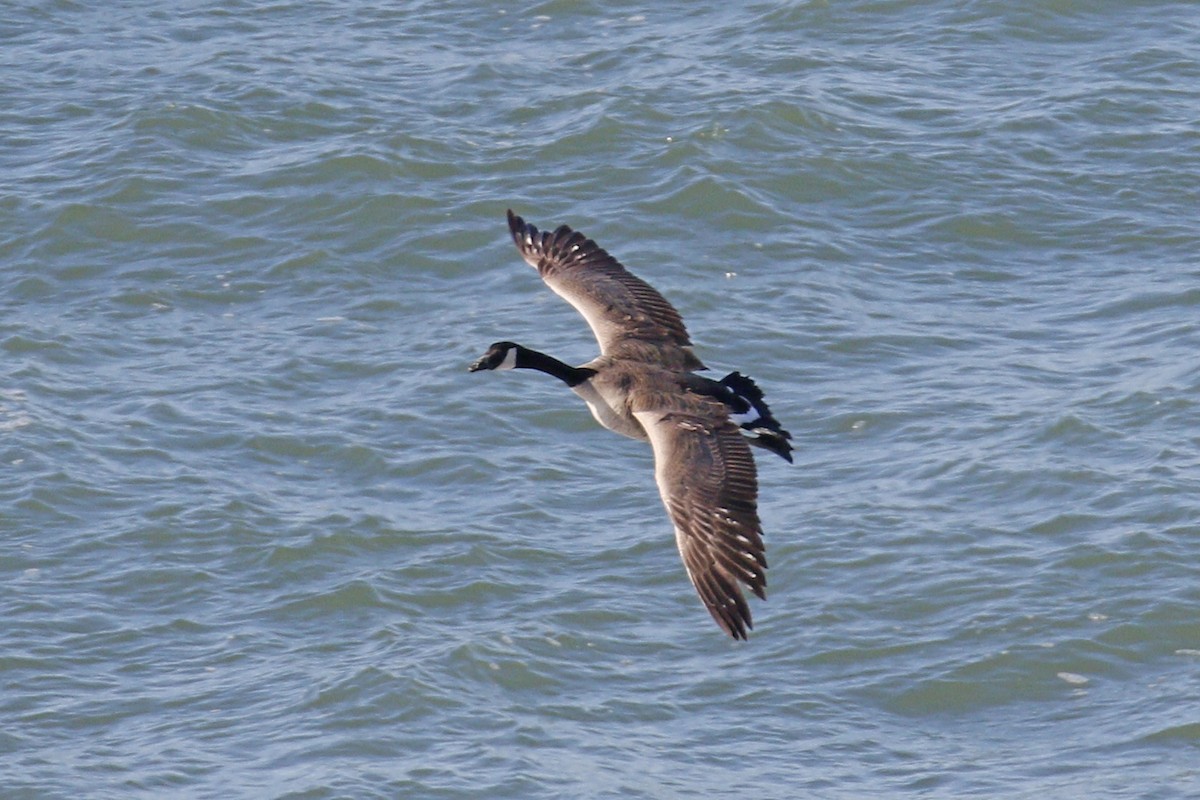 Canada Goose - ML145354581