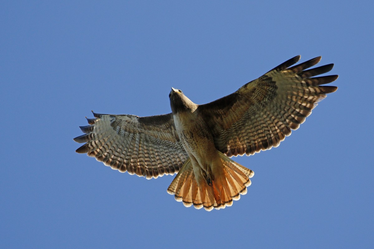 Red-tailed Hawk - Donna Pomeroy