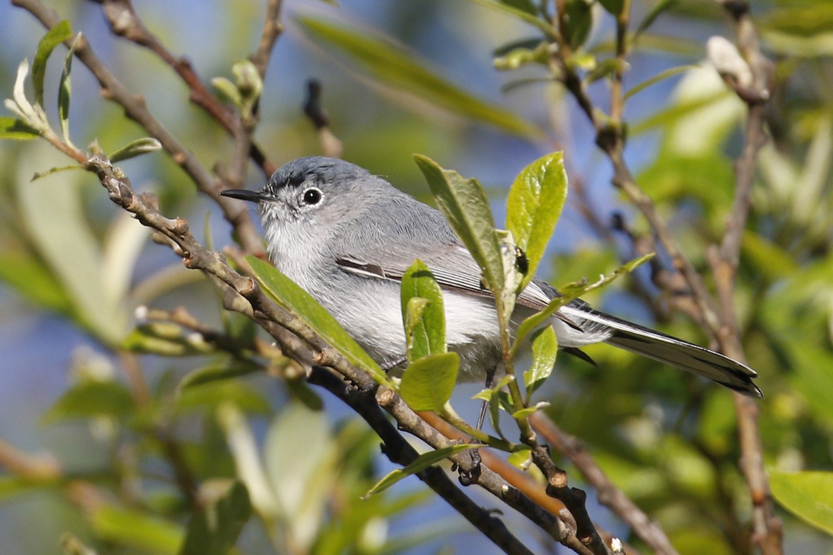 Blue-gray Gnatcatcher - Donna Pomeroy