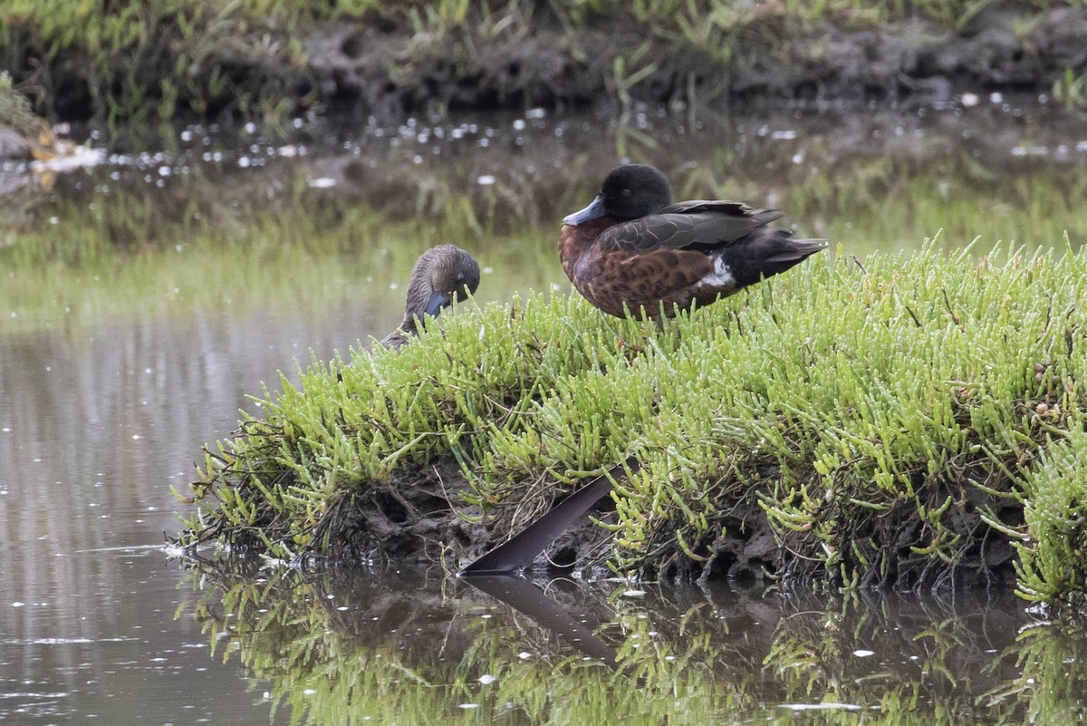 Chestnut Teal - ML145356851