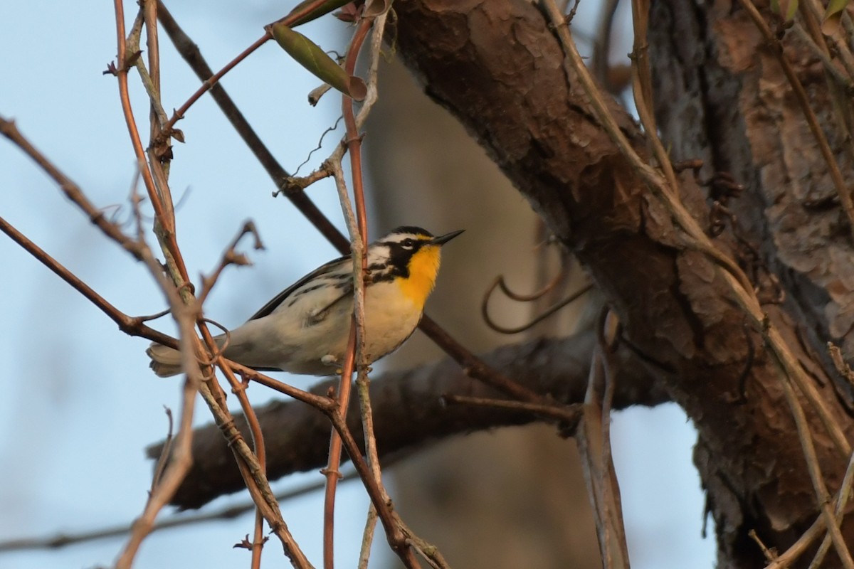 Yellow-throated Warbler - ML145356941