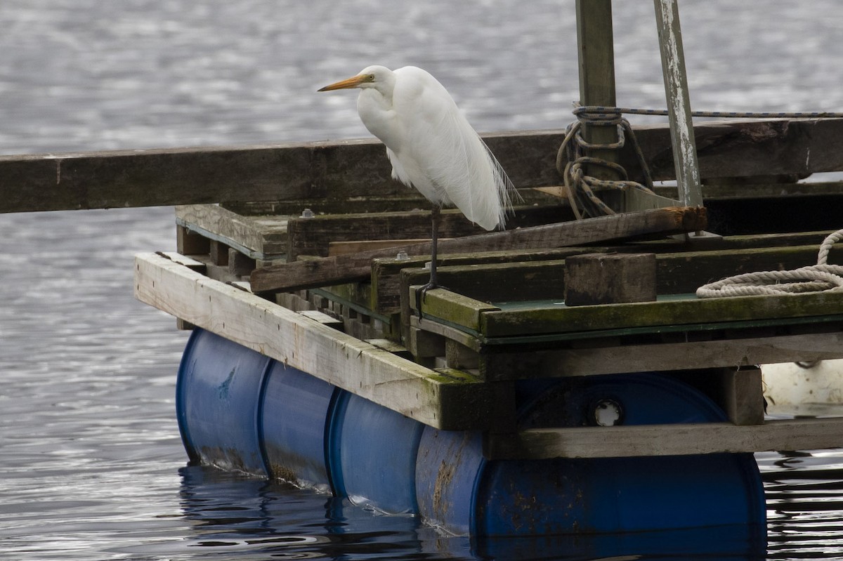 Great Egret - Michael Todd