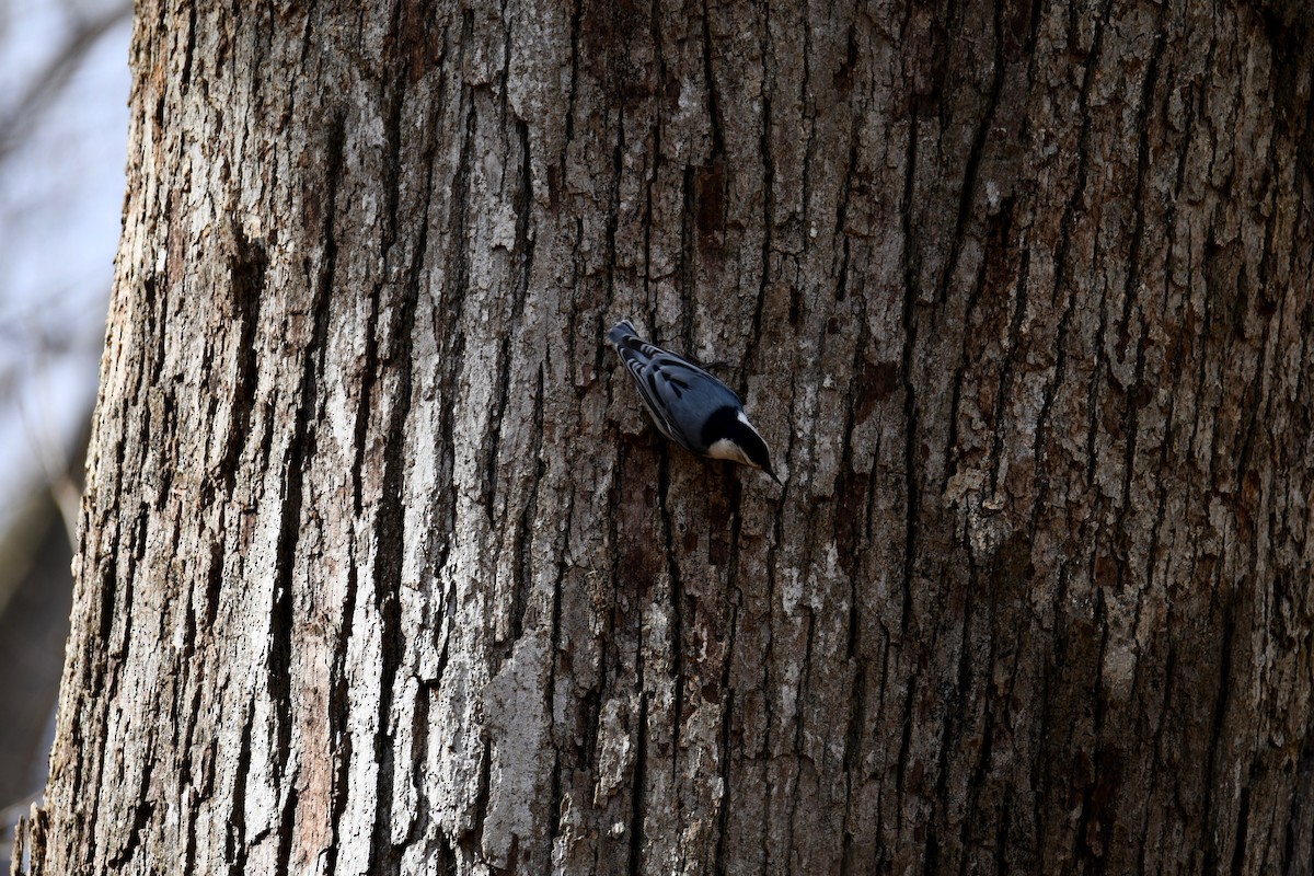 White-breasted Nuthatch - ML145357461