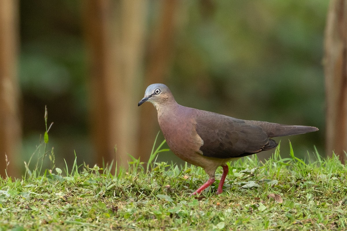 Tolima Dove - ML145359041