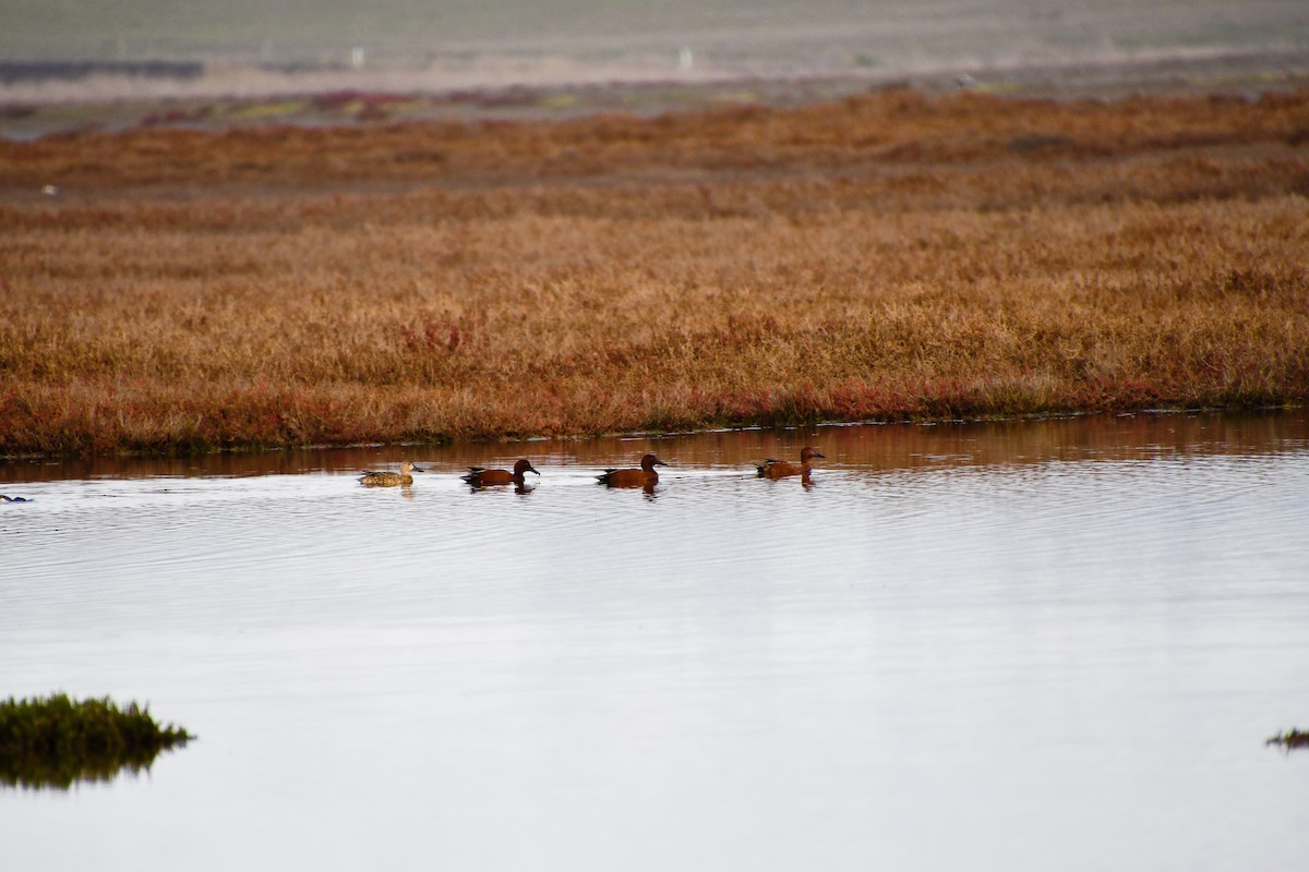 Cinnamon Teal - ML145359721